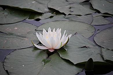 《蜡笔小新 我与博士的暑假》销量破40万 8月登录PS4平台